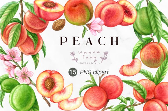 Download Peach Fruit Watercolor Clipart, PNG - Premium Resources