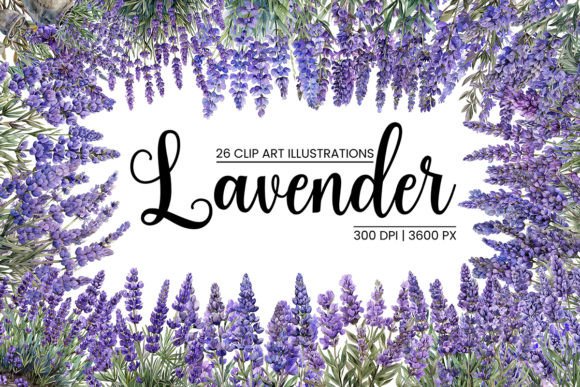 Download Watercolor Lavender Illustrations - Lavender illustrations Collection